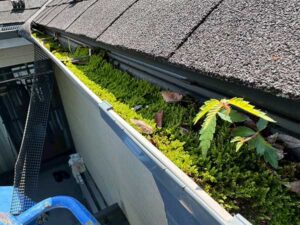 樋の中に生えた草や溜まった土